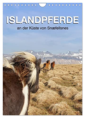 ISLANDPFERDE an der Küste von Snæfellsnes (Wandkalender 2024 DIN A4 hoch), CALVENDO Monatskalender von CALVENDO