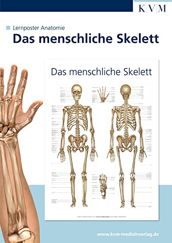 Anatomie Lernposter: Das menschliche Skelett von KVM-Der Medizinverlag