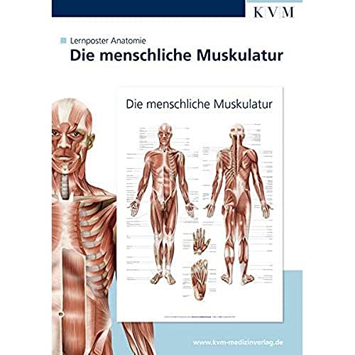 Anatomie Lernposter: Die menschliche Muskulatur