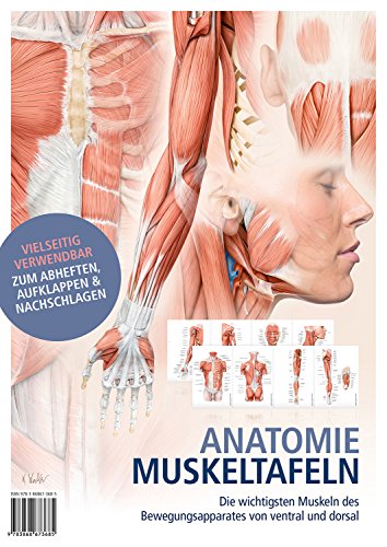 Anatomie-Muskeltafeln: Die wichtigsten Muskeln des Bewegungsapparates von ventral und dorsal von KVM-Der Medizinverlag