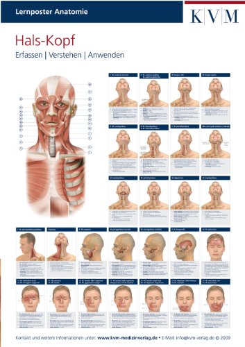 Lernposter Anatomie: Region Hals - Kopf (Die Muskelbuch-Reihe)