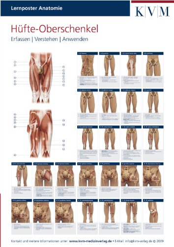 Lernposter Anatomie: Region Hüfte - Oberschenkel (Die Muskelbuch-Reihe) von KVM - Der Medizinverlag