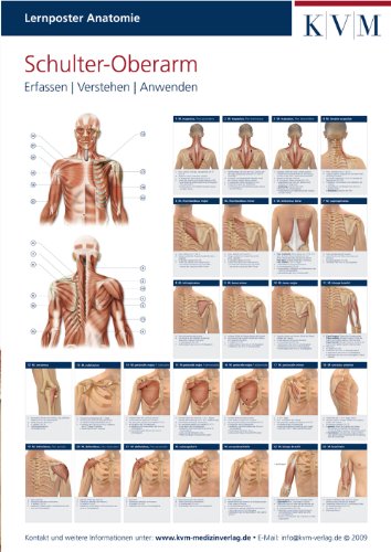 Lernposter Anatomie-Muskulatur: Region Schulter-Oberarm (Die Muskelbuch-Reihe)