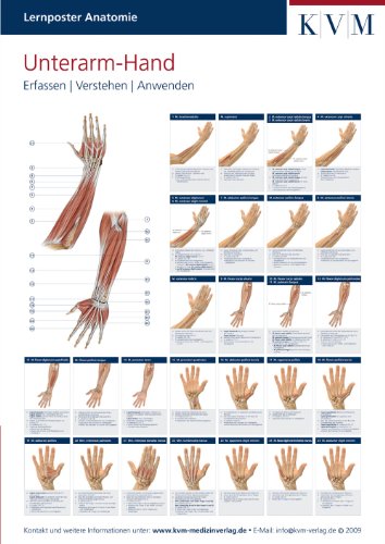 Lernposter Anatomie: Region Unterarm - Hand von KVM - Der Medizinverlag