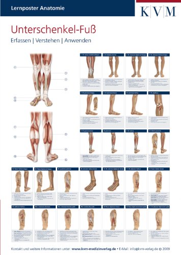Lernposter Anatomie: Region Unterschenkel - Fuß (Die Muskelbuch-Reihe) von KVM - Der Medizinverlag