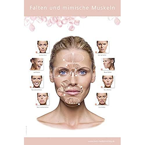 Poster Falten und mimische Muskeln von KVM - Der Medizinverlag