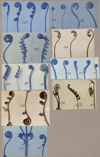 Arbeitscollagen: Mit 1493 Photographien von Pflanzen
