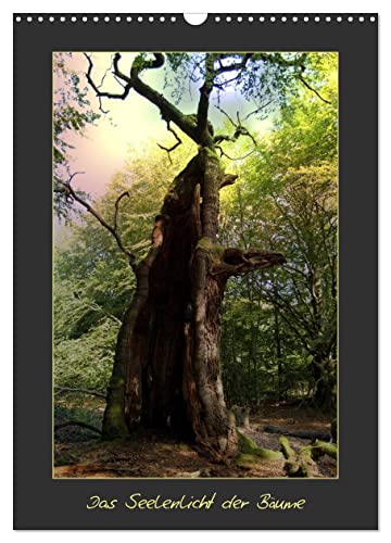 Das Seelenlicht der Bäume (Wandkalender 2024 DIN A3 hoch), CALVENDO Monatskalender von CALVENDO