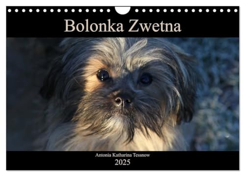 Bolonka Zwetna 2025 (Wandkalender 2025 DIN A4 quer), CALVENDO Monatskalender: Anschaulich, liebevoll und kreativ wurde hier der beliebte Zarenhund in Szene gesetzt von CALVENDO
