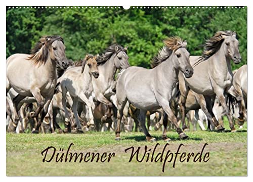 Dülmener Wildpferde (Wandkalender 2024 DIN A2 quer), CALVENDO Monatskalender
