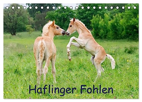 Haflinger Fohlen (Tischkalender 2024 DIN A5 quer), CALVENDO Monatskalender von CALVENDO
