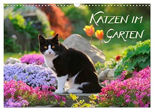 Katzen im Garten (Wandkalender 2024 DIN A3 quer), CALVENDO Monatskalender