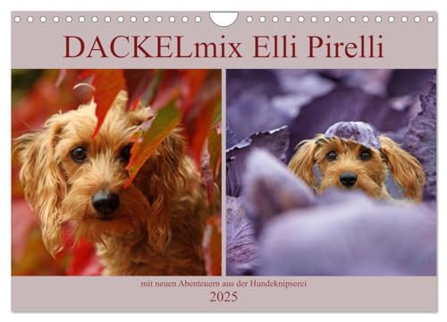 DACKELmix Elli Pirelli (Wandkalender 2025 DIN A4 quer), CALVENDO Monatskalender: ....mit neuen Abenteuern aus der Hundeknipserei (CALVENDO Tiere) von CALVENDO