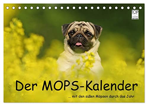 Der MOPS-Kalender (Tischkalender 2025 DIN A5 quer), CALVENDO Monatskalender von CALVENDO