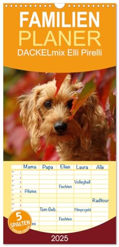 Familienplaner 2025 - DACKELmix Elli Pirelli mit 5 Spalten (Wandkalender, 21 cm x 45 cm), CALVENDO