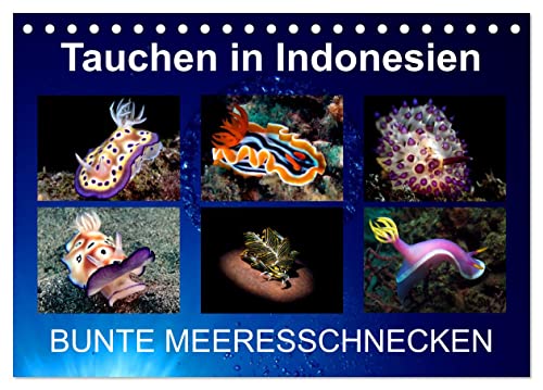 Tauchen in Indonesien - BUNTE MEERESSCHNECKEN (Tischkalender 2025 DIN A5 quer), CALVENDO Monatskalender