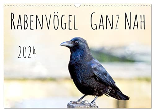 Rabenvögel - ganz nah (Wandkalender 2024 DIN A3 quer), CALVENDO Monatskalender von CALVENDO