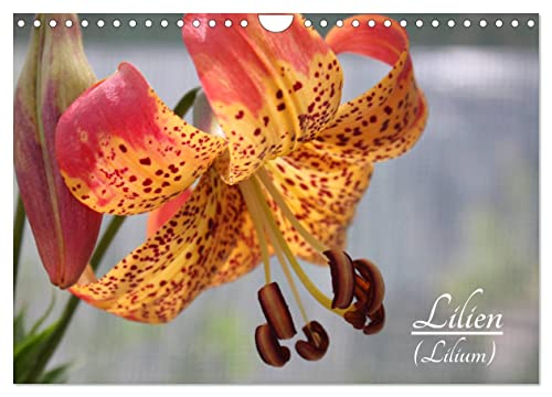 Lilien (Lilium) (Wandkalender 2024 DIN A4 quer), CALVENDO Monatskalender von CALVENDO