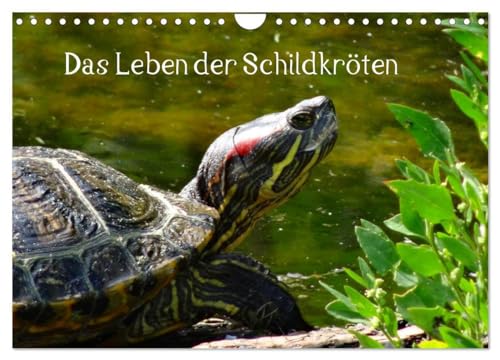 Das Leben der Schildkröten (Wandkalender 2025 DIN A4 quer), CALVENDO Monatskalender: Einzigartige Reptilien: Land- und Wasserschildkröten von CALVENDO