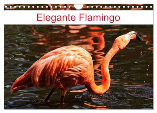 Elegante Flamingo (Wandkalender 2025 DIN A4 quer), CALVENDO Monatskalender: Rosarote Wasservögel von CALVENDO