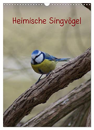Heimische Singvögel (Wandkalender 2025 DIN A3 hoch), CALVENDO Monatskalender von CALVENDO