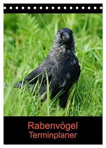 Rabenvögel Terminplaner (Tischkalender 2025 DIN A5 hoch), CALVENDO Monatskalender von CALVENDO