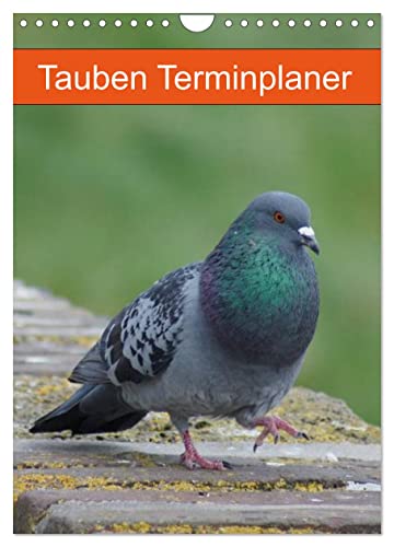 Tauben Terminplaner (Wandkalender 2025 DIN A4 hoch), CALVENDO Monatskalender von CALVENDO