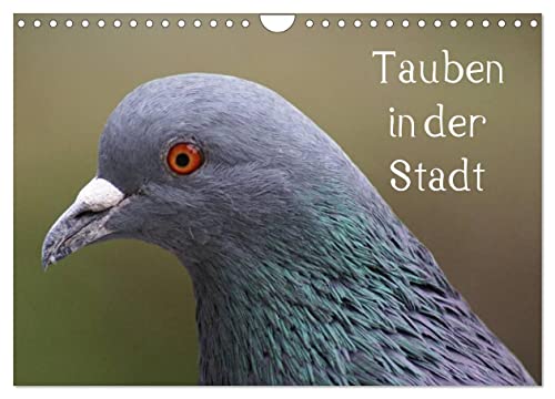 Tauben in der Stadt (Wandkalender 2025 DIN A4 quer), CALVENDO Monatskalender von CALVENDO
