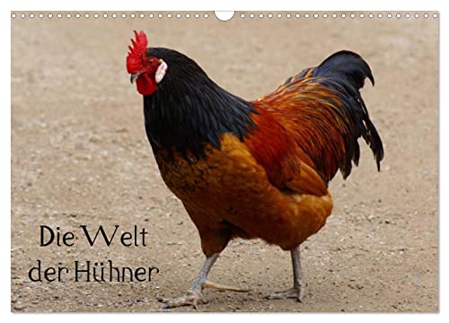 Die Welt der Hühner (Wandkalender 2024 DIN A3 quer), CALVENDO Monatskalender: Kunterbuntes Hühnervolk (CALVENDO Tiere)
