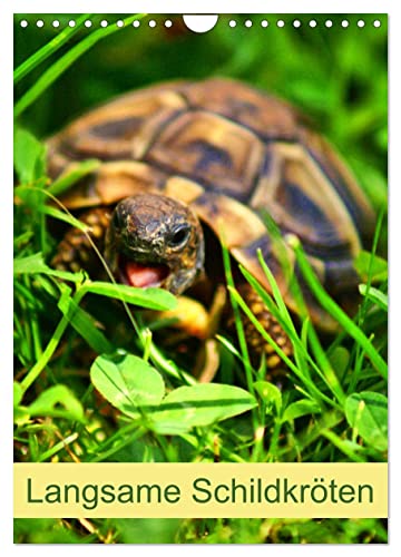 Langsame Schildkröten (Wandkalender 2025 DIN A4 hoch), CALVENDO Monatskalender von CALVENDO