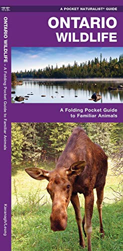 Ontario Wildlife: A Folding Pocket Guide to Familiar Animals (Pocket Naturalist)