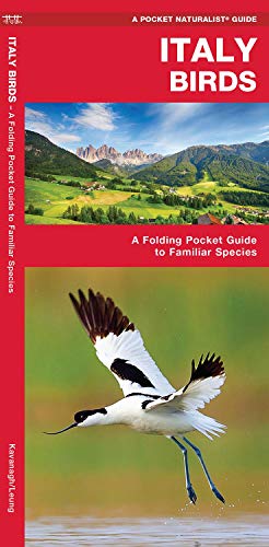 Italy Birds: A Folding Pocket Guide to Familiar Species (A Pocket Naturalist Guide)