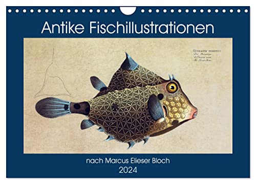 Antike Fischillustrationen nach Marcus Elieser Bloch (Wandkalender 2024 DIN A4 quer), CALVENDO Monatskalender von CALVENDO