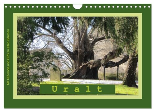 Uralt - Mit QR-Code und GPS zu alten Bäumen (Wandkalender 2024 DIN A4 quer), CALVENDO Monatskalender: ALTE BÄUME - knorrig, verwittert, mystisch und schön