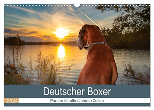 Deutscher Boxer (Wandkalender 2024 DIN A3 quer), CALVENDO Monatskalender