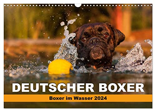 Deutscher Boxer - Boxer im Wasser 2024 (Wandkalender 2024 DIN A3 quer), CALVENDO Monatskalender