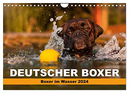 Deutscher Boxer - Boxer im Wasser 2024 (Wandkalender 2024 DIN A4 quer), CALVENDO Monatskalender von CALVENDO