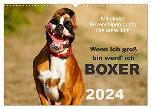 Wenn ich groß bin werd' ich Boxer (Wandkalender 2024 DIN A3 quer), CALVENDO Monatskalender