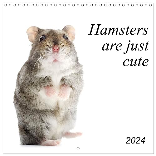 Hamsters are just cute (Wandkalender 2024 30x30 cm 30x60 cm geöffnet) CALVENDO Broschürenkalender mit Monatskalendarium zum Eintragen