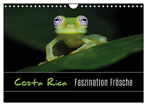 Costa Rica - Faszination Frösche (Wandkalender 2024 DIN A4 quer), CALVENDO Monatskalender von CALVENDO