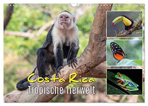 Costa Rica - Tropische Tierwelt (Wandkalender 2024 DIN A3 quer), CALVENDO Monatskalender von CALVENDO