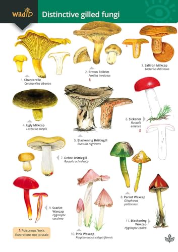 Distinctive gilled fungi (WildID) von Field Studies Council