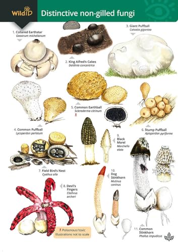 Distinctive non-gilled fungi (WildD) von Field Studies Council