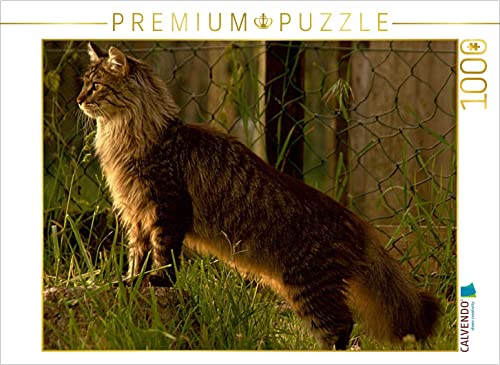 CALVENDO Puzzle Katzen - Maine Coon 1000 Teile Lege-Größe 64 x 48 cm Foto-Puzzle Bild von Arno Klatt Klatt, Arno