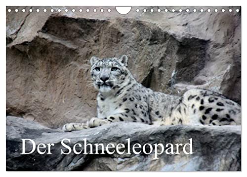 Der Schneeleopard (Wandkalender 2024 DIN A4 quer), CALVENDO Monatskalender