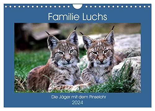 Familie Luchs - Die Jäger mit dem Pinselohr (Wandkalender 2024 DIN A4 quer), CALVENDO Monatskalender