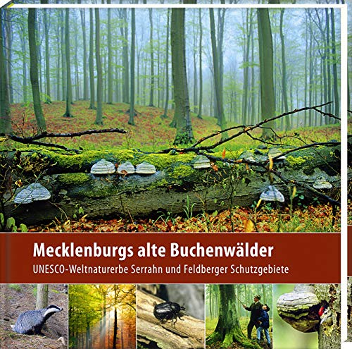 Mecklenburgs alte Buchenwälder (2. Aufl.): UNESCO-Weltnaturerbe Serrahn und Feldberger Schutzgebiete von Steffen Verlag