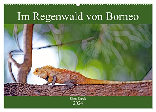 Im Regenwald von Borneo (Wandkalender 2024 DIN A2 quer), CALVENDO Monatskalender