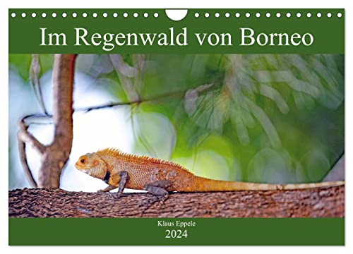 Im Regenwald von Borneo (Wandkalender 2024 DIN A4 quer), CALVENDO Monatskalender von CALVENDO
