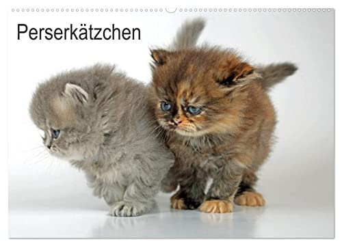 Perserkätzchen/CH-Version (Wandkalender 2025 DIN A2 quer), CALVENDO Monatskalender von CALVENDO